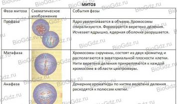 Составьте синквейн - понятие митоз (примерный вариант) Митоз